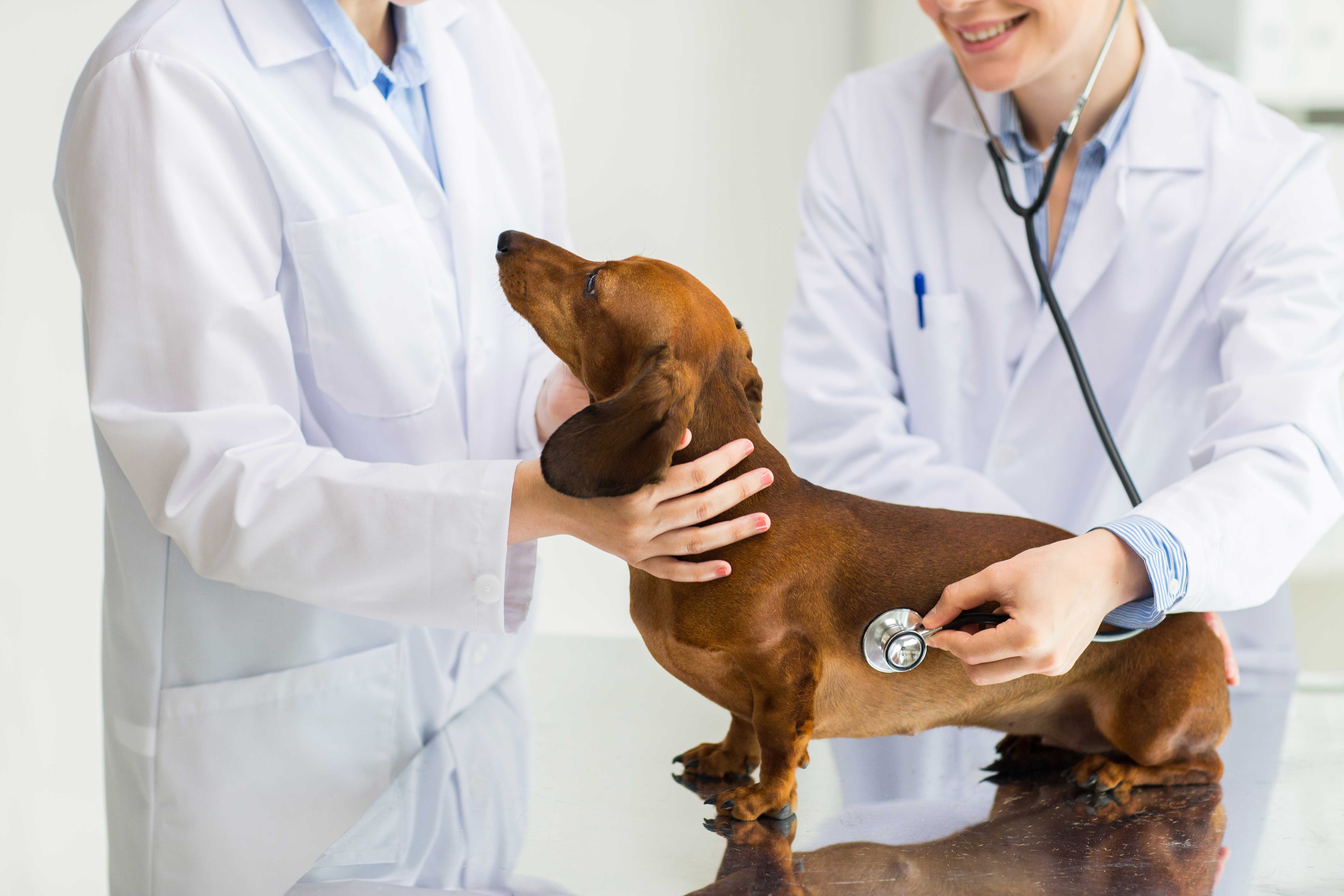 닥스훈트 진료받는 이미지