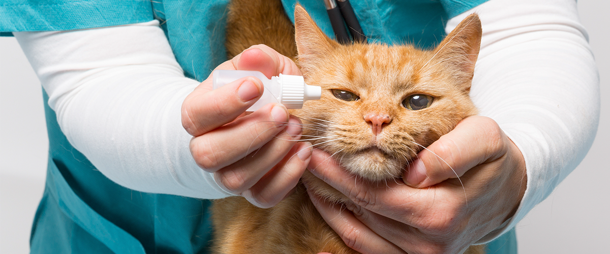 고양이 안약 넣는 이미지