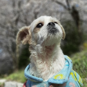 정다현 과장 반려동물 사진 2