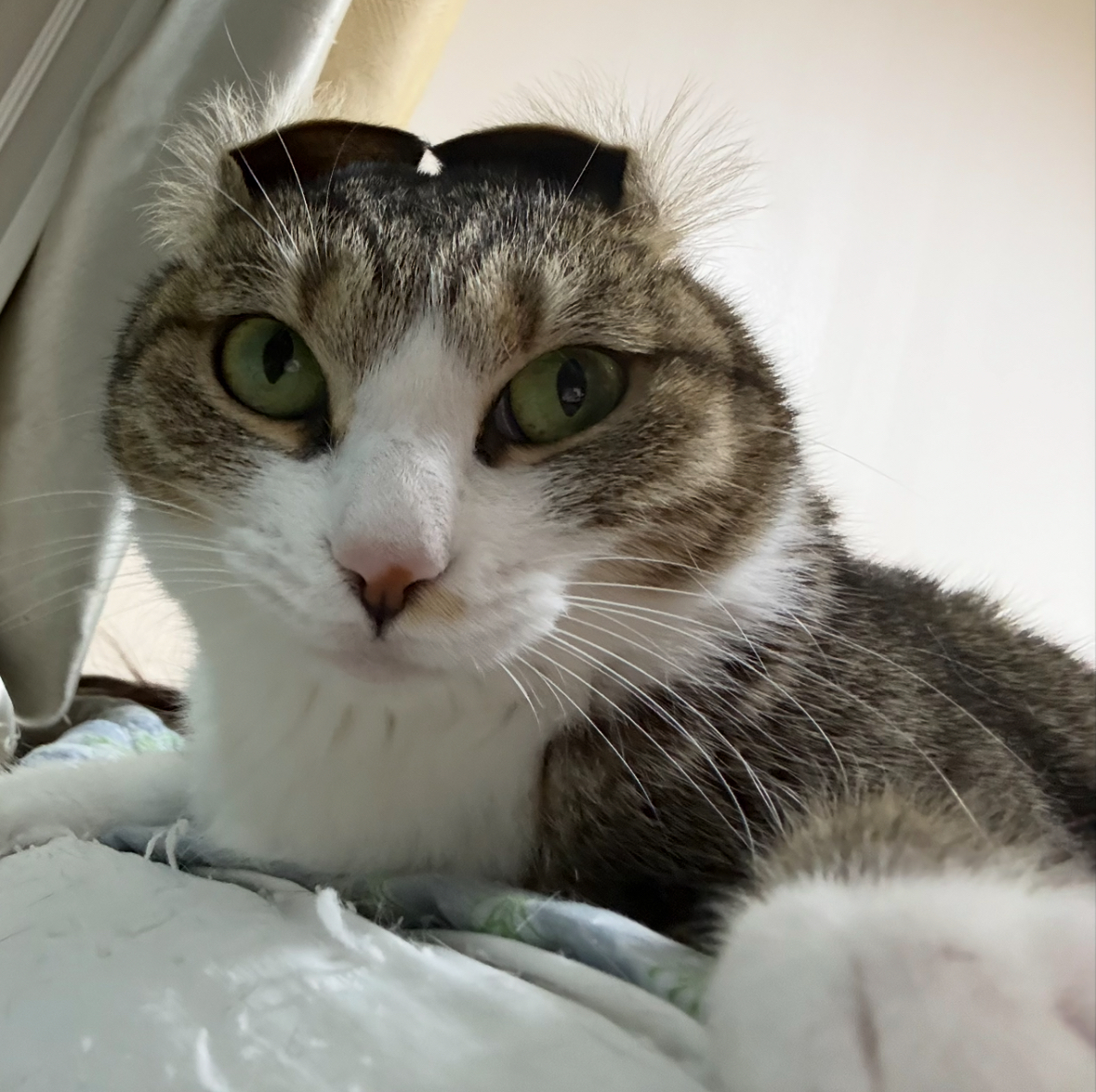 정다현 과장 반려동물 사진 4