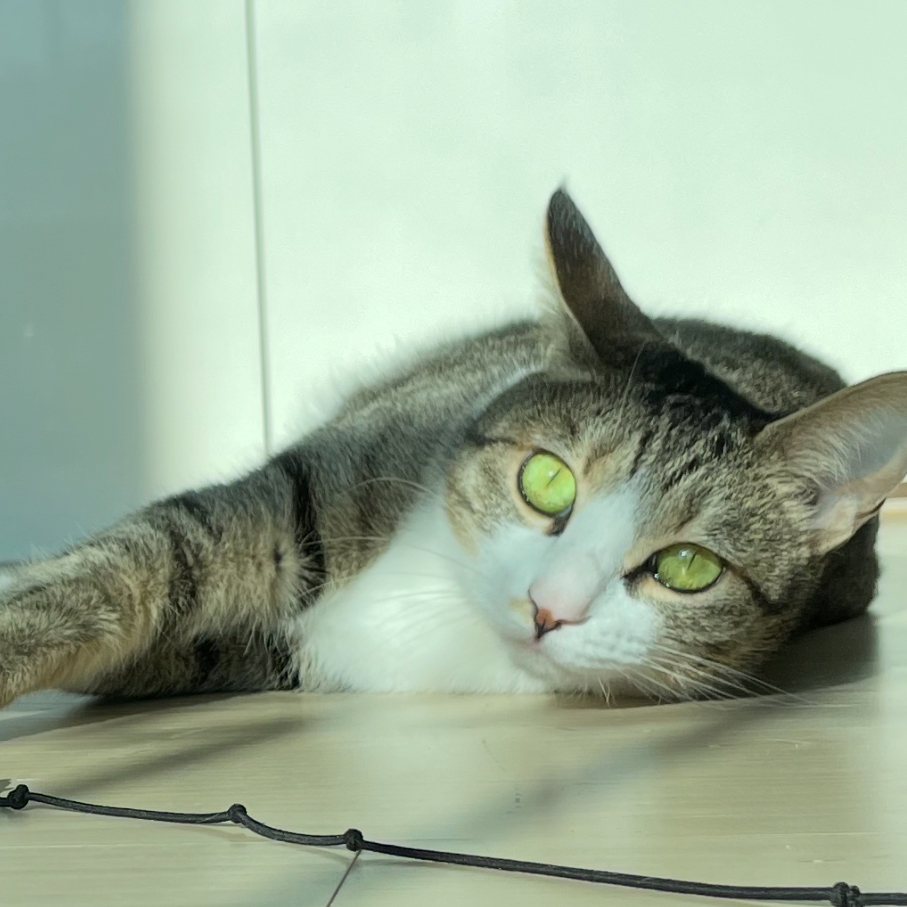 정다현 과장 반려동물 사진 5