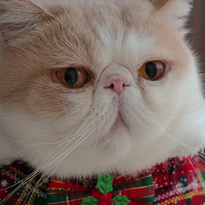 손정영 부원장 반려동물 사진 1