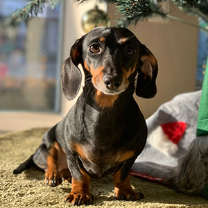 반려동물 이미지