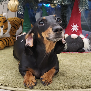 반려동물 이미지