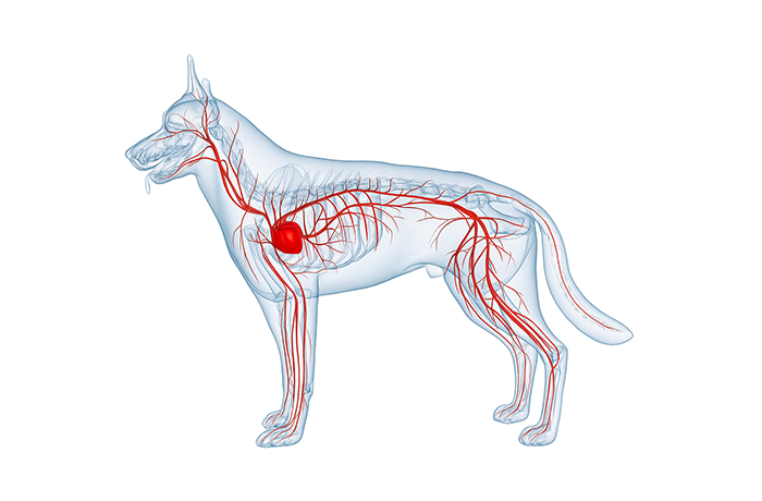 개 골격 이미지