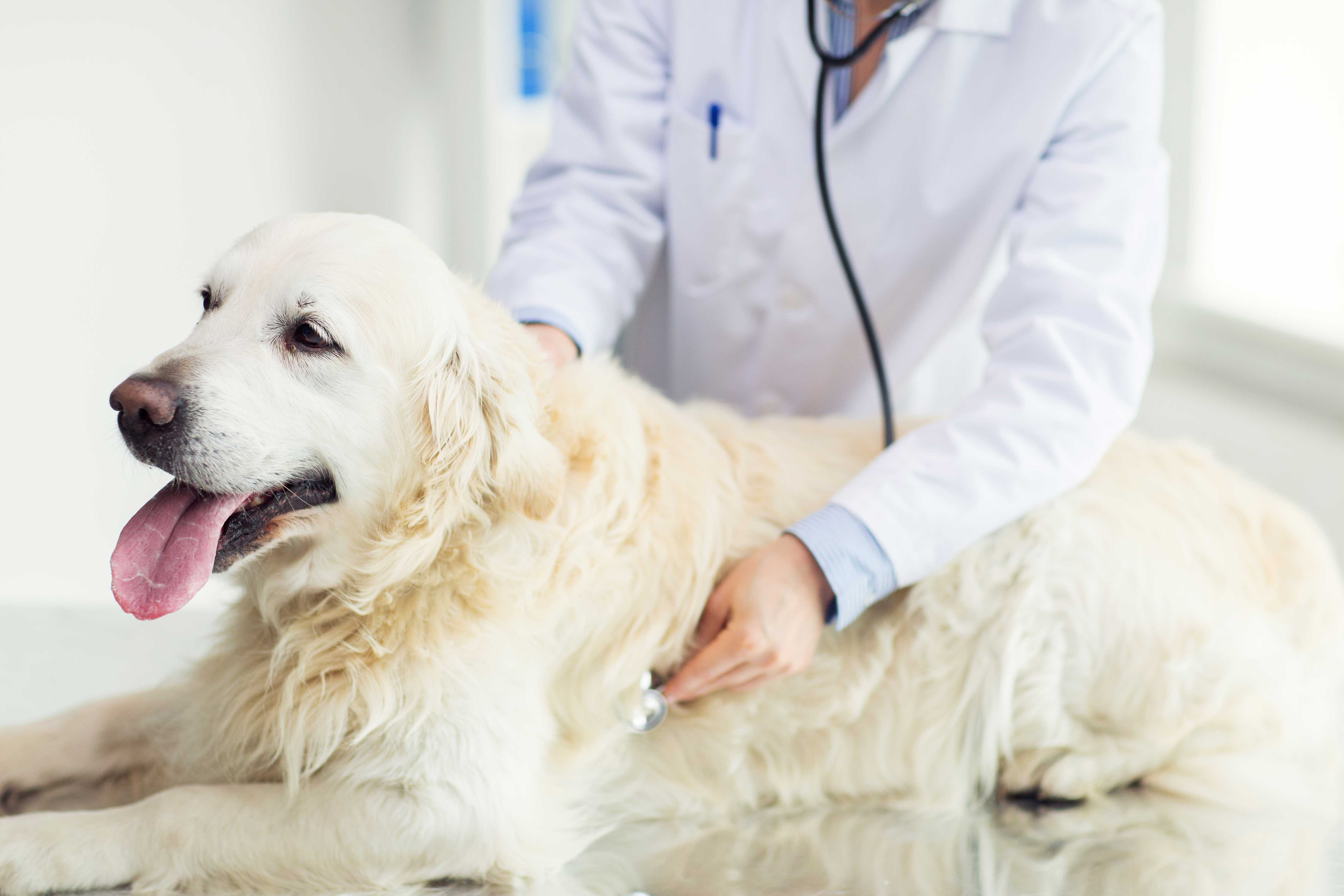 심장사상충 이미지