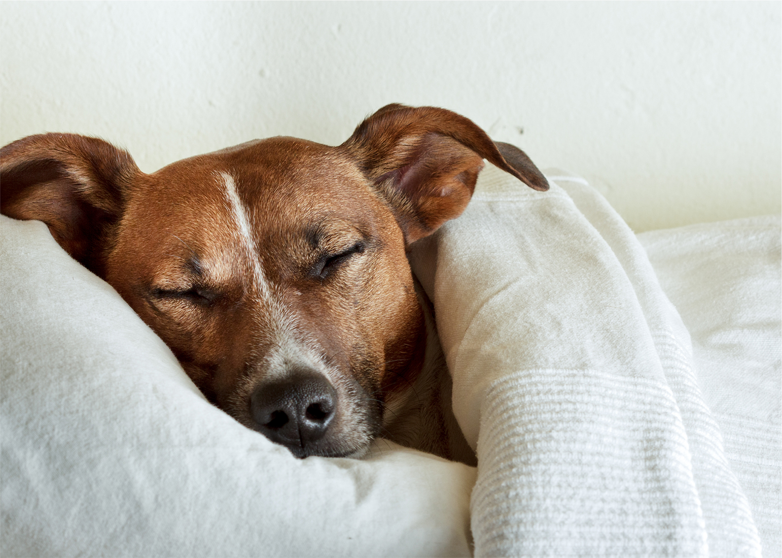 개 잠자는 이미지