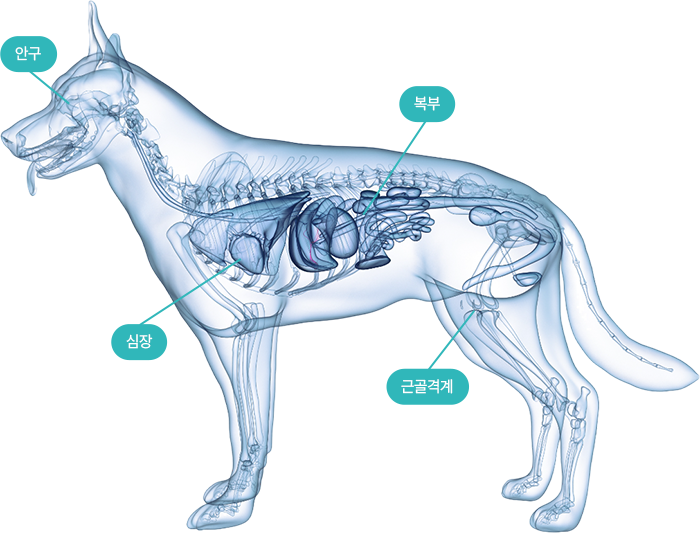 초음파 촬영 부위 이미지
