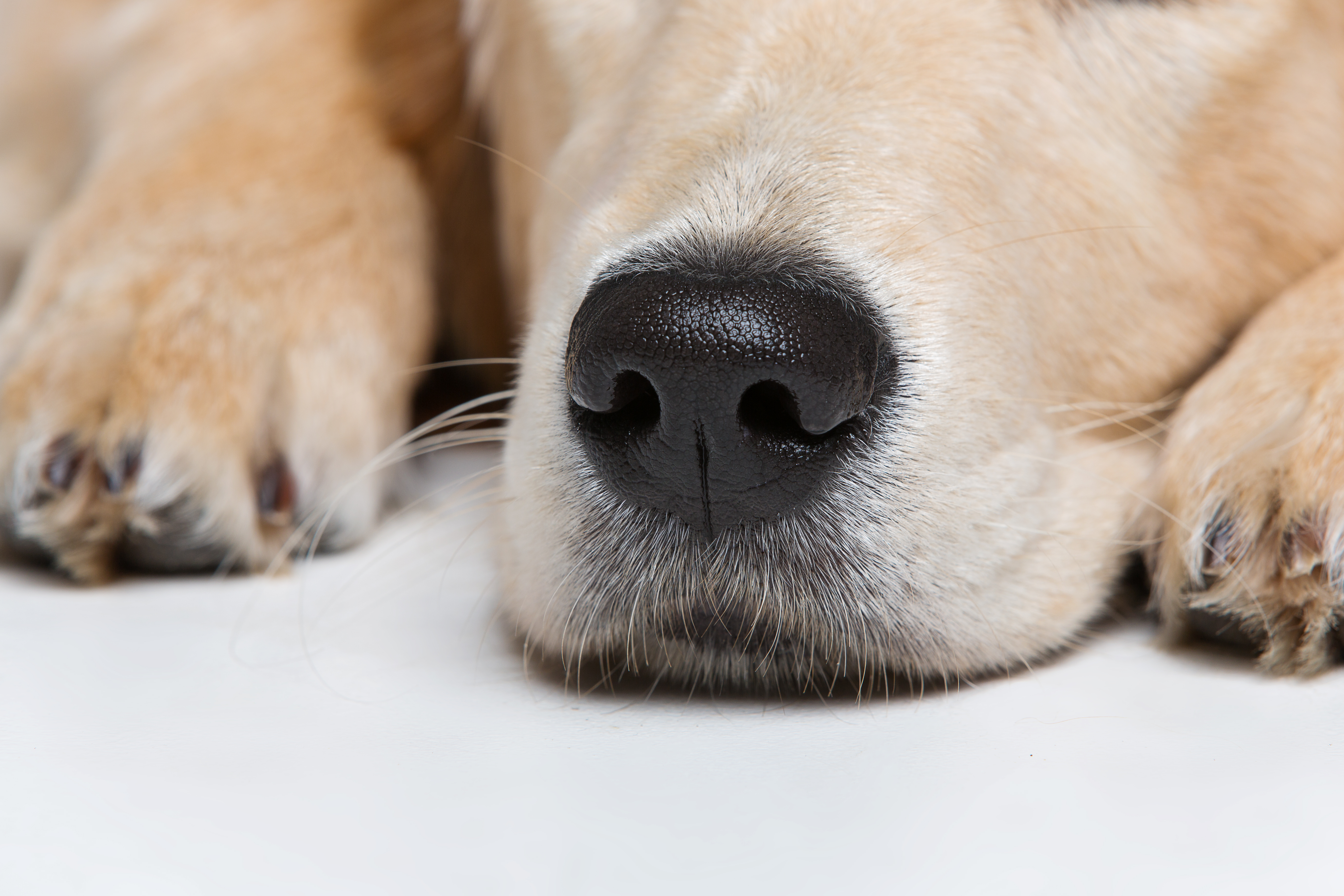 강아지 코 이미지