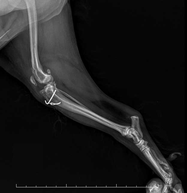 X-ray 검사 이미지