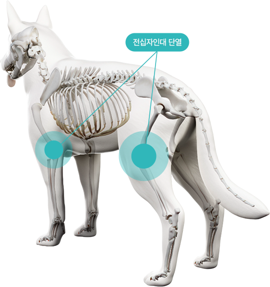 전십자인대 단열 위치 이미지