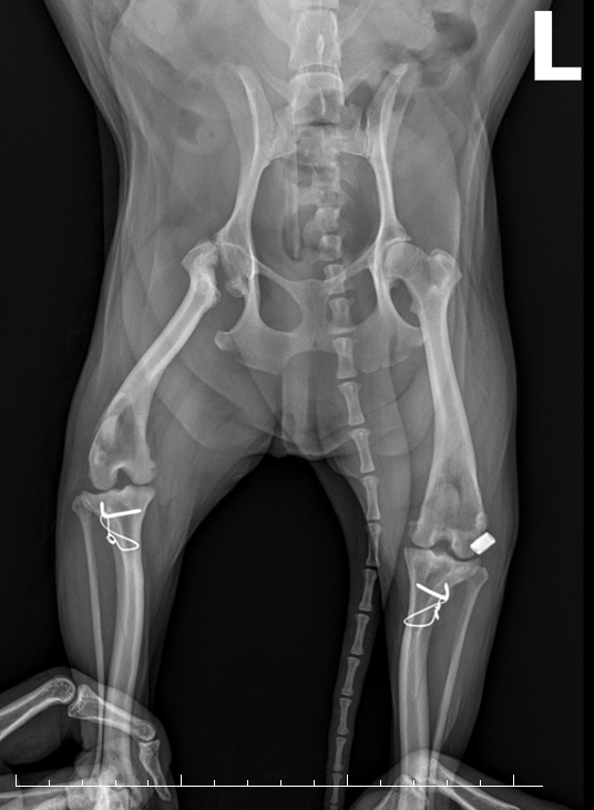 노령견 십자인대 수술 이미지